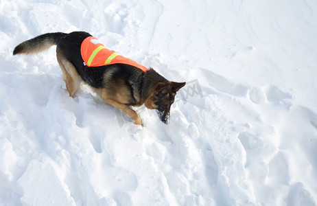 在追求中雪崩救援犬