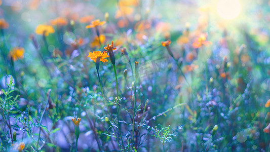 秋天的花朵背景金银花落日的美丽景色，冰冷的蓝色和温暖的橙色。美丽的风景