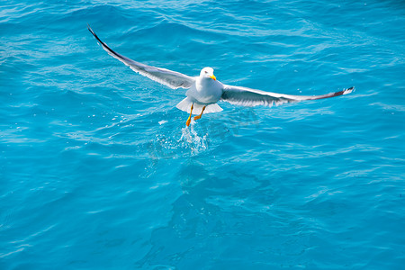 水鸟摄影照片_在海洋中海水鸟海鸥