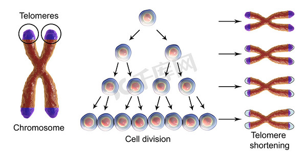 年龄摄影照片_端粒缩短, 每轮细胞分裂
