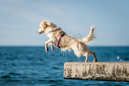 黄金猎犬狗跳进大海
