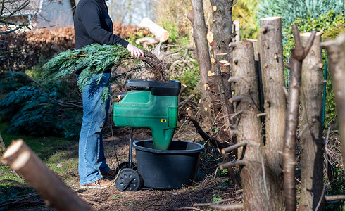 worker摄影照片_A worker is shredding branches of a Thuja hedge in a electric shredder.	