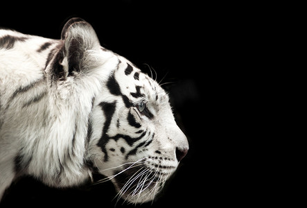 tiger摄影照片_白色的孟加拉虎.