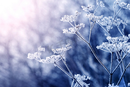 太阳升起时，植物干枯的枝干被霜冻覆盖