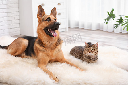 可爱的猫和狗在室内的模糊地毯上休息。动物友谊