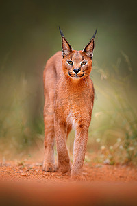 狞猫, 非洲山猫, 在绿草植被。美丽的野生猫在自然栖息地, 博茨瓦纳, 南非。动物脸上走在碎石路, 猫狞猫.