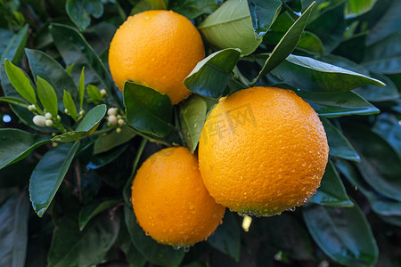 橘子树的分枝, 有成熟的果实和花朵。橘子树可以同时有鲜花和水果.