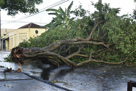 在市区暴风雨后倒下的树。旧树干倒在城市
