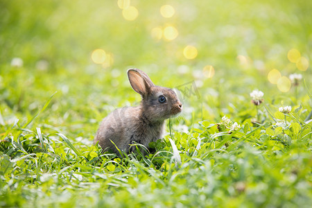有趣的小兔子躺在草地上