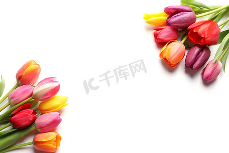 郁金香花摄影照片_美丽的春天郁金香花在白色背景，顶视图。文本空间