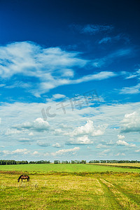 垂直版本农村景观绿场与多云天空