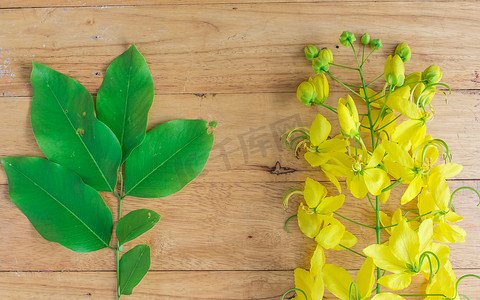 金色的花朵或决明子瘘和叶子上木制背景