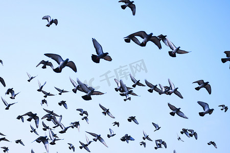 家鸽/野鸽（古吉拉特-印度）群居在蓝天下，家鸽/野鸽，鸟儿在空中飞翔
