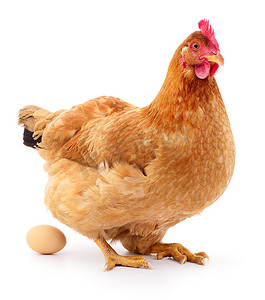 母鸡主图摄影照片_棕色母鸡的蛋.
