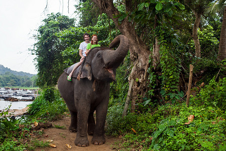 骑着的大象摄影照片_斯里兰卡的大象，