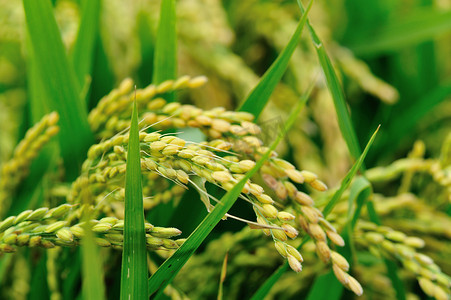 水稻植株在字段