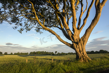 早晨的阳光在安特里姆郡-北爱尔兰