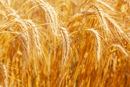 summer水纹摄影照片_Green wheat field macro. Fresh young unripe juicy spikelets of wheat close-up. Oats, rye, barley, harvest summer closeup.