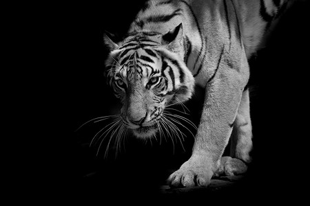 黑色与白色老虎走一步一步走上黑色背景动态孤立