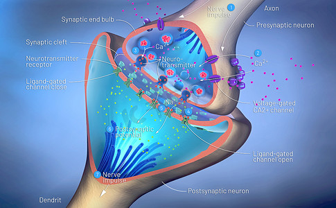 三维说明突触或神经元与神经细胞连接的科学功能