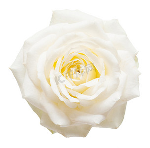 美丽的花粉色玫瑰白色背景上分离。婚礼卡。问候。夏天。春天。平躺，顶视图。爱。情人节那天