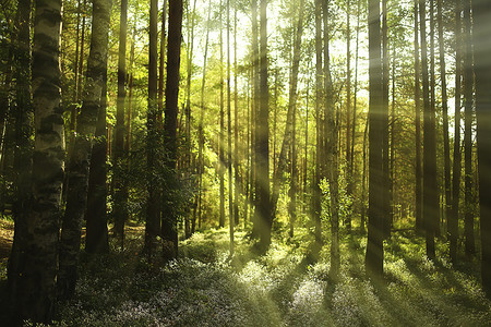 针叶林中的阳光，抽象的风景，夏日的森林，美丽的荒野自然