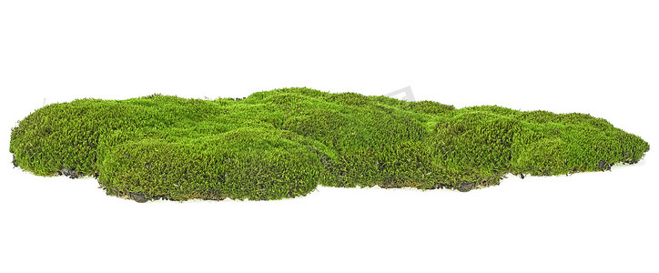 苔藓摄影照片_绿色的苔藓山被白色的背景隔开了. f的全部深度