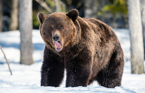 ursus摄影照片_成年雄性棕熊在冬季森林的雪地上.靠近点学名：Ursus Arctos 。野生大自然。自然生境.