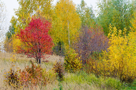 自然景观。秋天的风景。红黄相间的树叶玷污了树木和灌木。印度的夏天。一年中最美丽的时光