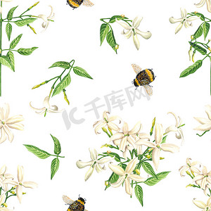 水彩插画花摄影照片_无缝图案与水彩茉莉花花和蜜蜂在白色背景。植物学插画