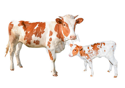 两个漂亮的红色和白色斑点奶牛孤立在白色背景上。搞笑青年母牛和小牛全长上白色孤立.