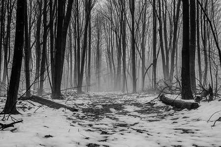 黑暗闹鬼的森林景观。穿过密歇根州黑暗偏远的荒野森林的蜿蜒小径.