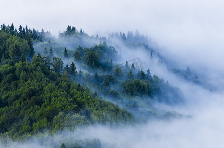 森林里的雾和雾。 夏季新鲜早晨的航拍图