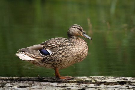 一只雌野鸭 (野鸭, 阿纳斯 platyrhynchos) 站在池塘边的一块木头上