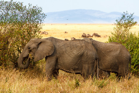 Adult african bush elephants grazing in African savanna
