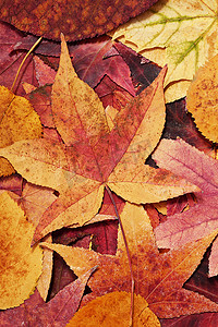 彩色枫叶摄影照片_多彩的秋天枫叶