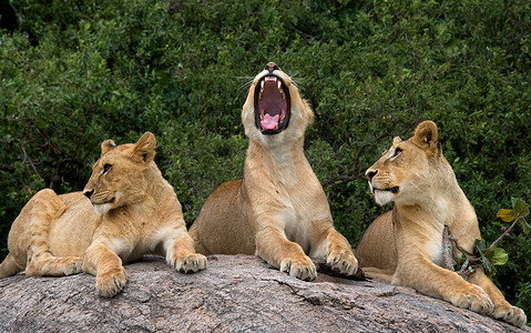 组的母狮放松
