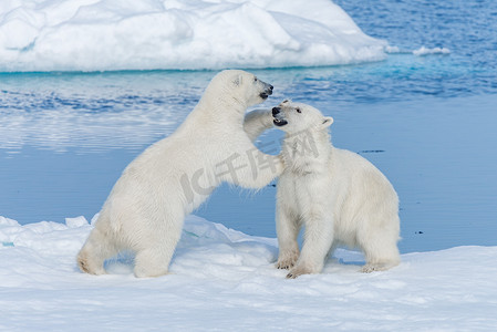 北部摄影照片_在斯瓦尔巴群岛北部的北冰洋，两只年轻的野生北极熊幼崽在冰块上玩耍