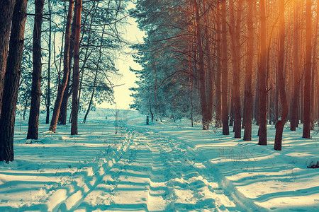 森林夕阳摄影照片_夕阳下的松树冬雪森林.