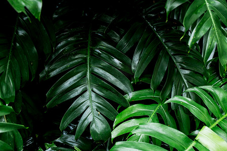 热带雨林绿叶图像家庭装饰