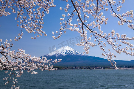 山山摄影照片_与樱花在春天，河口湖，日本的富士山山美景