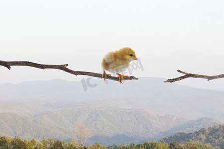 干树枝摄影照片_刚出生的小鸡站在干树枝，并尝试跳转到