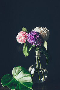 粉红色, 白色和紫色的霍滕西亚花花瓶与龟背竹叶, 黑色