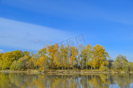 秋天的河岸风光。杨树黄叶