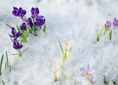 西红柿喷溅摄影照片_各种藏红花西红花朵花绽放的雪中温泉
