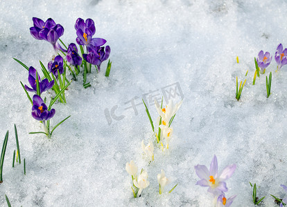 各种藏红花西红花朵花绽放的雪中温泉