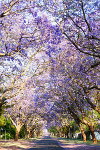 道路两旁盛开的美丽的紫蓝花楹树