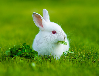 白色兔子摄影照片_有趣的婴儿白色兔子
