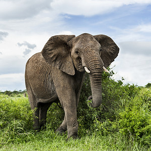 大象走路，坦桑尼亚的塞伦盖蒂