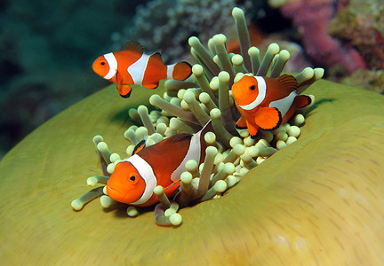 西方小丑 anemonefish